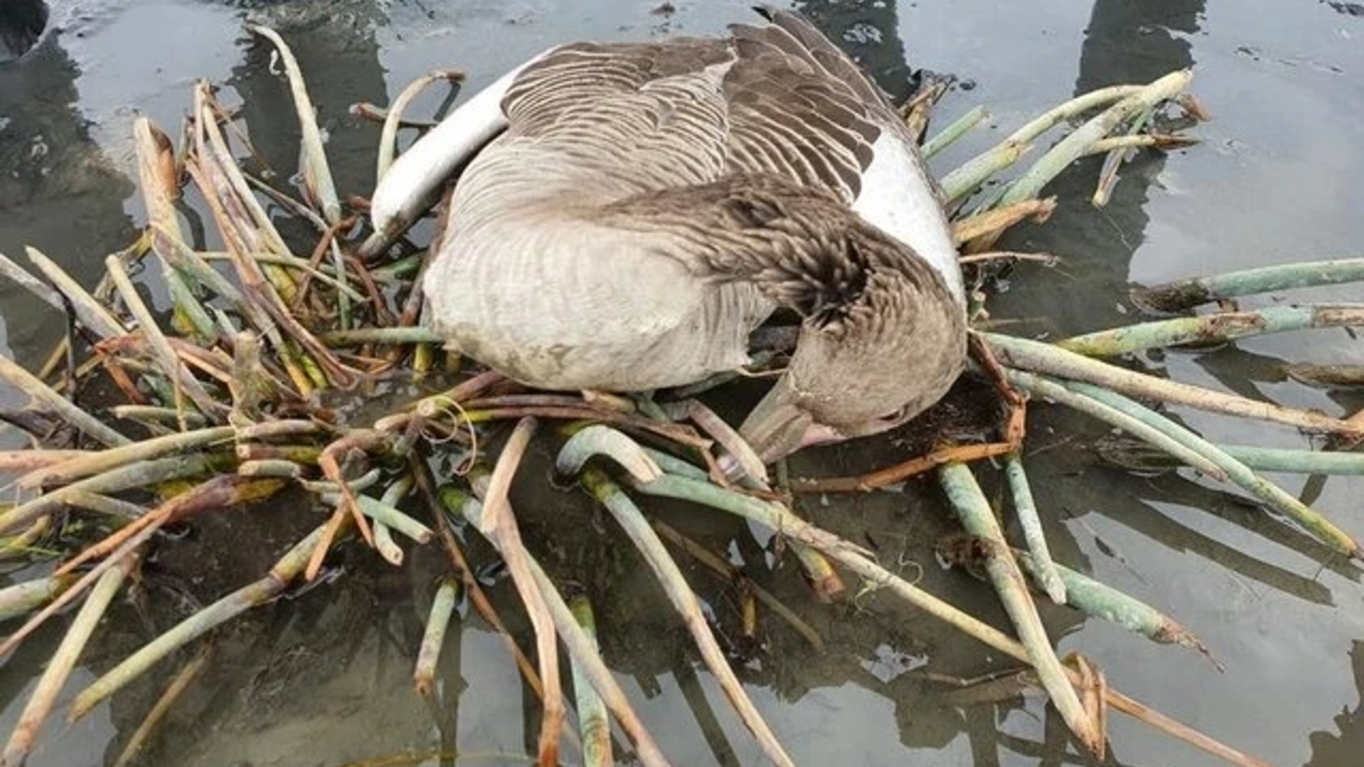 جمع آوری ۱۳۲۴ لاشه پرنده در تالاب میقان
تردد به محوطه تالاب میقان اراک ممنوع است