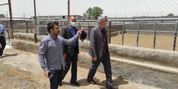 سرپرست فرمانداری از یک واحد پرورش دام در شهرستان خمین بازدید کرد